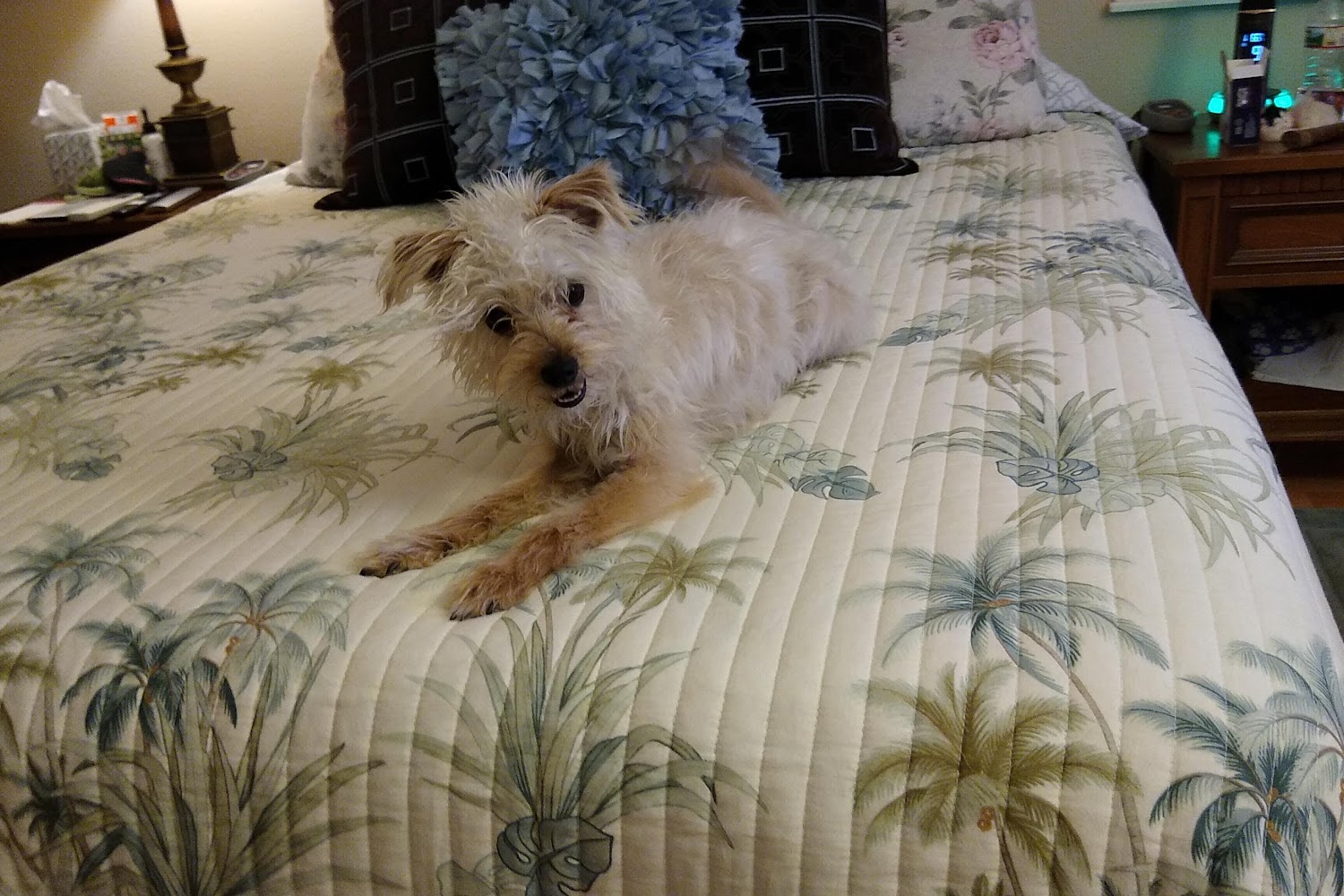 Irvine Animal Care Center
