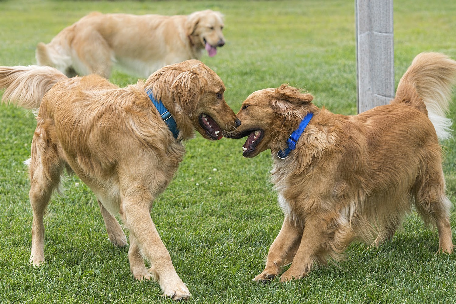 Homeward Bound Golden Retriever Rescue & Sanctuary