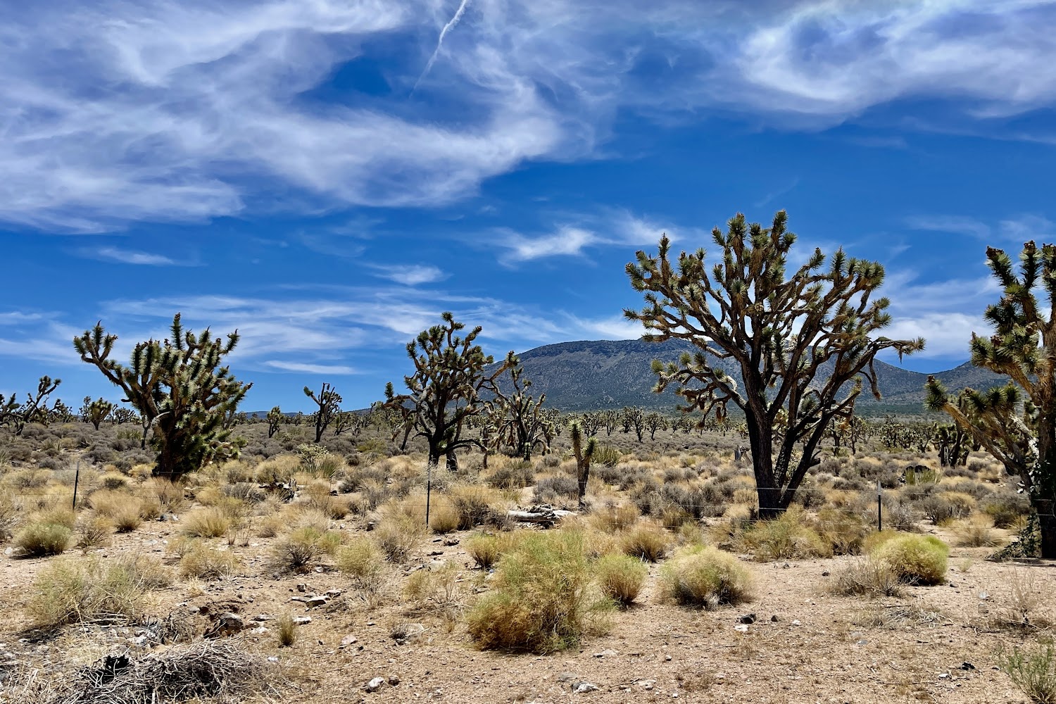 Mojave Career Services Center