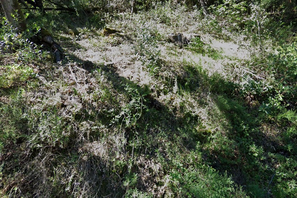 Cattrap, Inc.