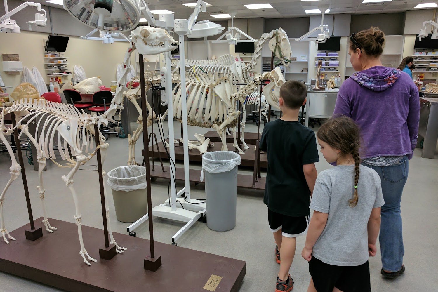 Osu Lois Bates Acheson Veterinary Teaching Hospital