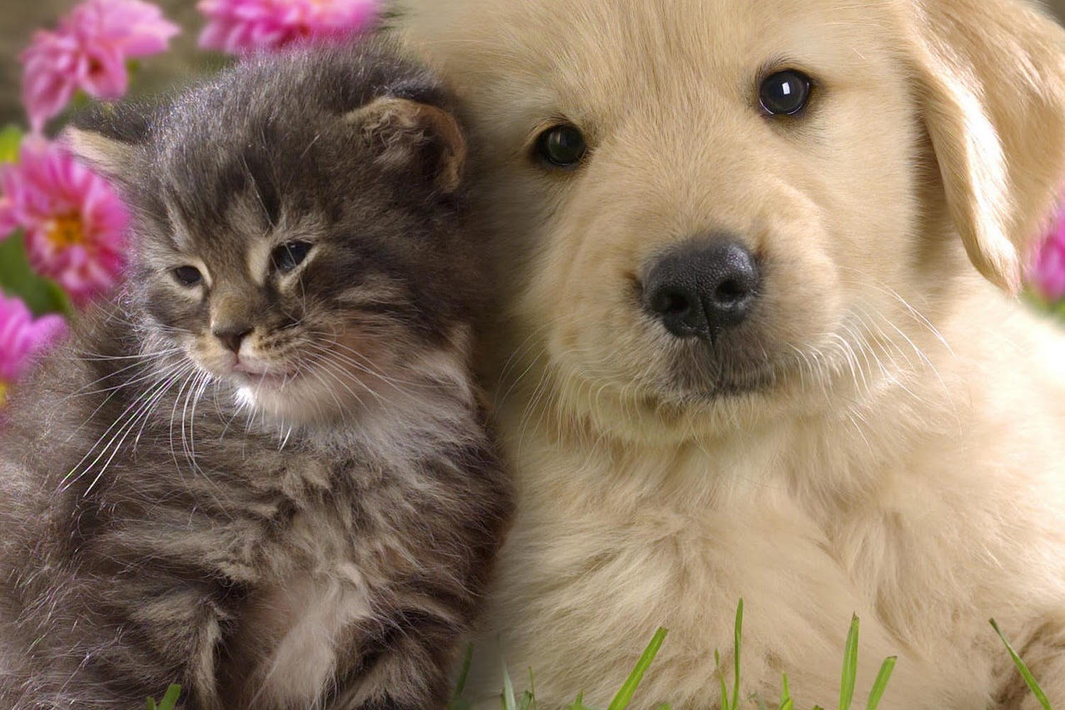 Whippany Veterinary Hospital