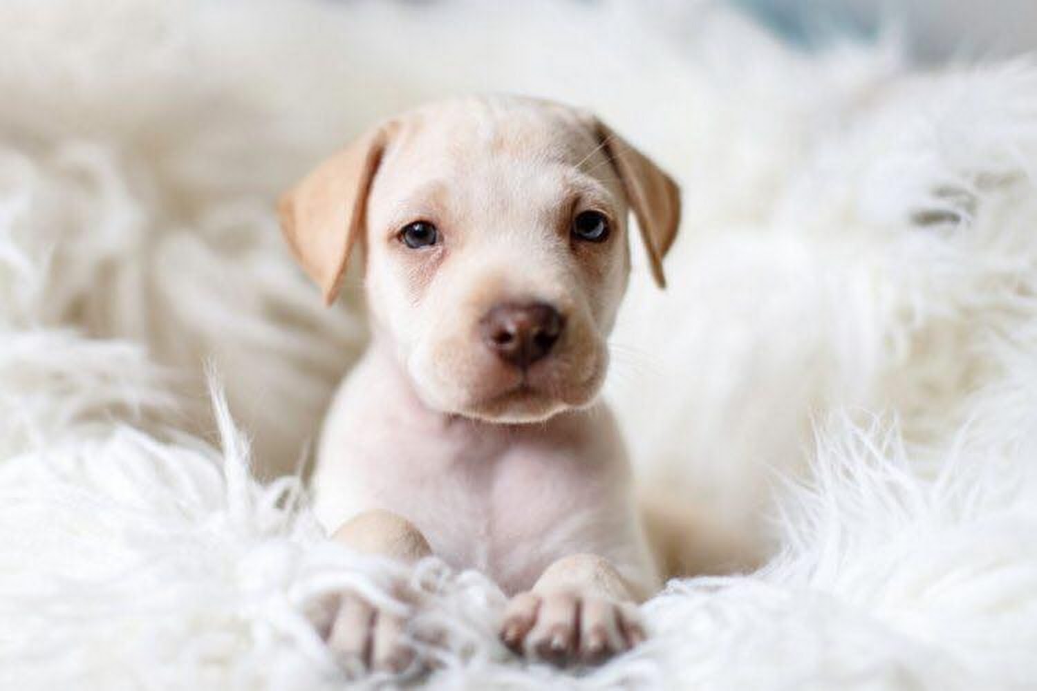 Monmouth County SPCA